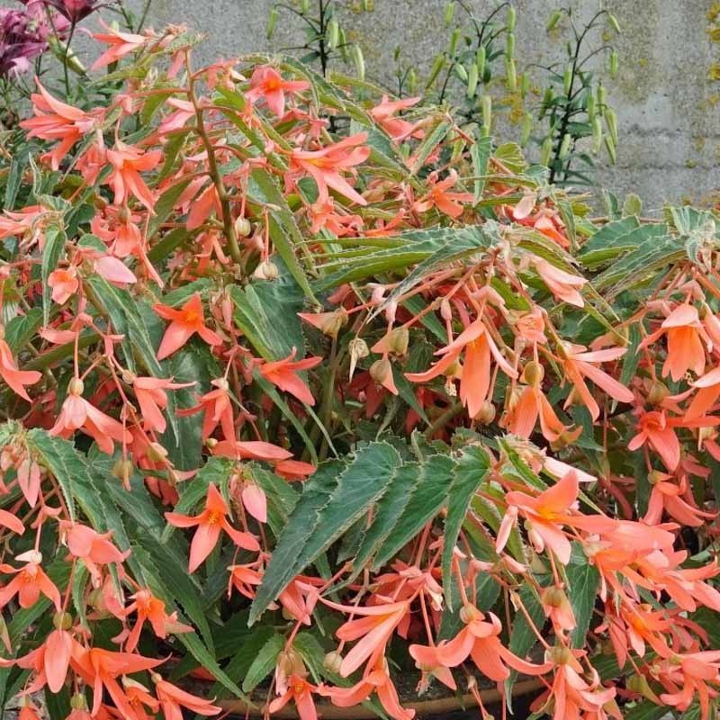 Begonia bertinii 'San Francisco' -