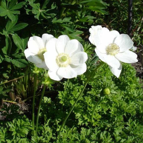 Anemone coronaria 'Bride'