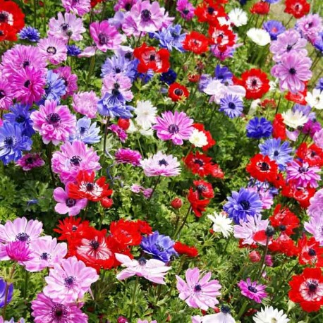 Anemone coronaria 'De Caen' mix