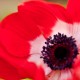 Anemone coronaria 'De Caen' mix