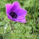 Anemone coronaria 'De Caen' mix