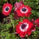 Anemone coronaria 'Governor'