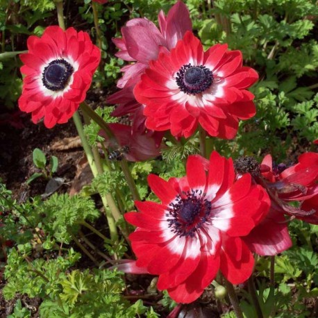 Anemone coronaria 'Governor'