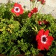 Anemone coronaria 'Hollandia'