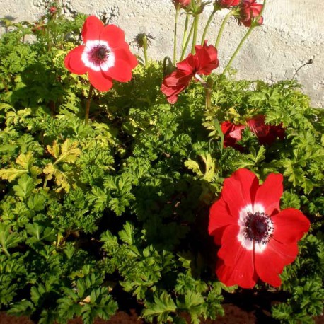 Anemone coronaria 'Hollandia'