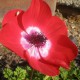 Anemone coronaria 'Hollandia'