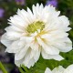 Anemone coronaria 'Mount Everest'