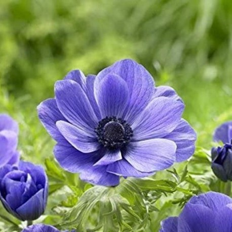 Anemone coronaria 'Mr. Fokker'