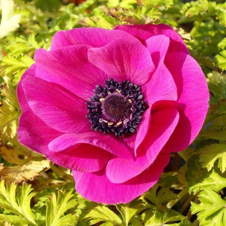 Anemone coronaria 'Sylphide'