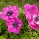 Anemone coronaria 'Sylphide'