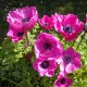 Anemone coronaria 'Sylphide'