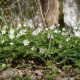 Anemone nemorosa (Cropped Photo: Nora Goosen)