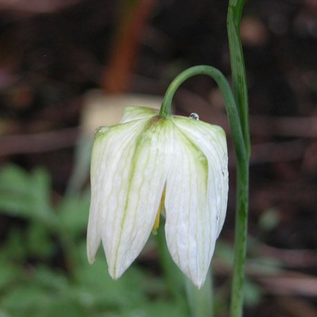 Fritillaria meleagris 'Alba'