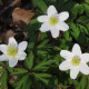 Anemone nemorosa