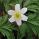 Anemone nemorosa