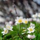 Anemone nemorosa