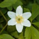 Anemone nemorosa