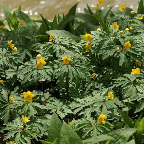 Anemone ranunculoides