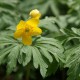 Anemone ranunculoides