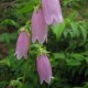 Campanula punctata sp.