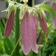 Campanula punctata sp.