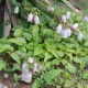 Campanula punctata sp.