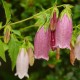 Campanula punctata sp.