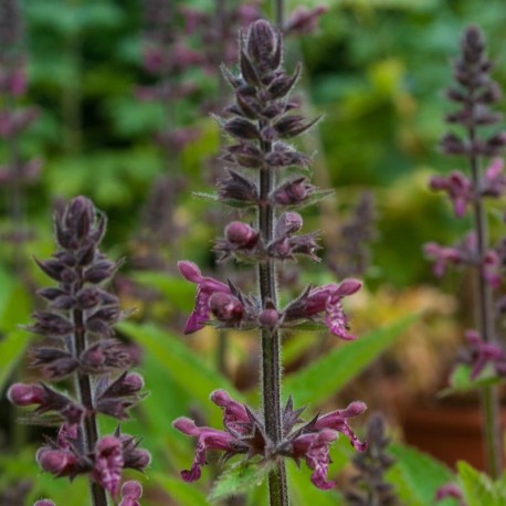 Stachys sylvatica