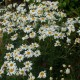 Tanacetum corymbosum 'Festtafel'