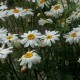 Tanacetum corymbosum 'Festtafel'