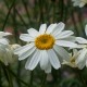 Tanacetum corymbosum 'Festtafel'