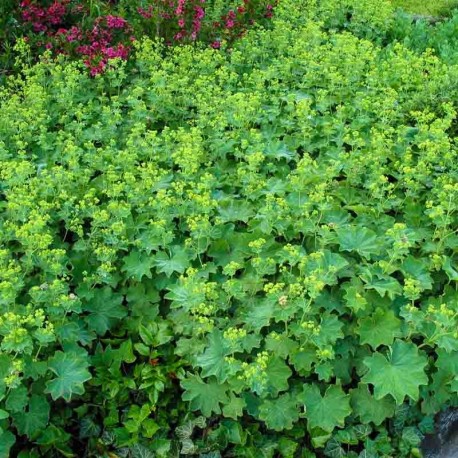 Alchemilla mollis 'Senior'