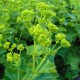 Alchemilla mollis 'Senior'