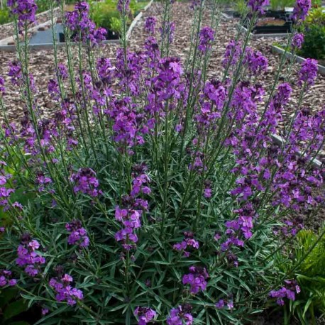 Erysimum 'Bowles Mauve'