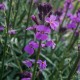 Erysimum 'Bowles Mauve'