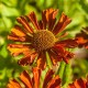 Helenium 'Kupferziegel'