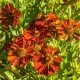 Helenium 'Kupferziegel'