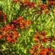 Helenium 'Kupferziegel'