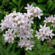 Campanula lactiflora 'Loddon Anna'