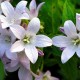 Campanula lactiflora 'Loddon Anna'