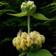 Phlomis russeliana