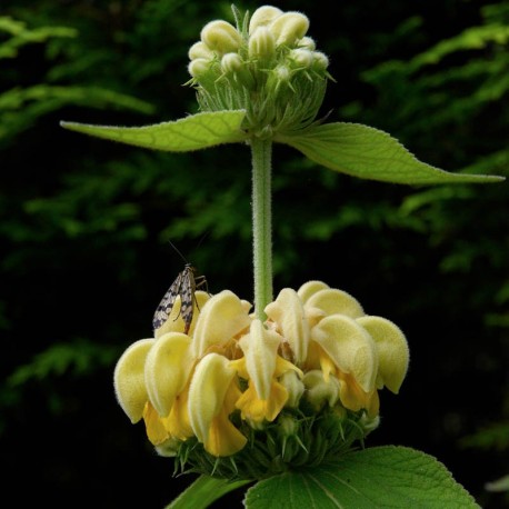 Phlomis russeliana