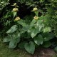 Phlomis russeliana