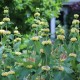 Phlomis russeliana