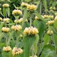 Phlomis russeliana