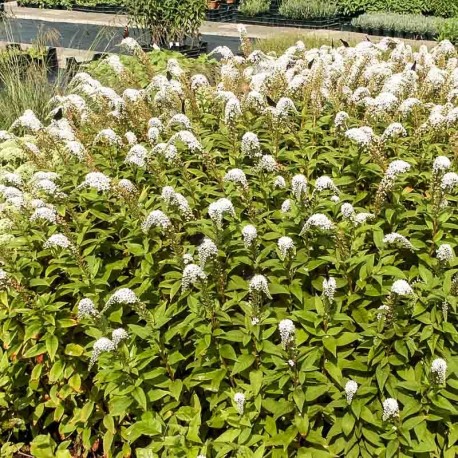 Lysimachia clethroides