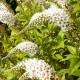 Lysimachia clethroides