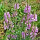 Physostegia virginiana 'Van Wassenhove'