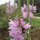 Physostegia virginiana 'Van Wassenhove'