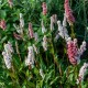 Persicaria affinis 'Kabouter'